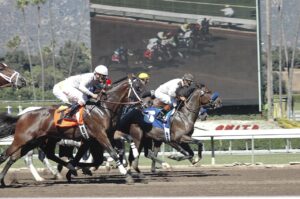 horses 